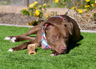 A large brown Pit bull dog chewing on a bone in a yard.
