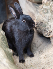The black hare sits near the stones. 2023 is the year of the black rabbit. Pet.