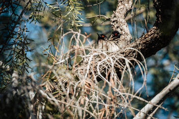 Maskenbülbül Pärchen (Pycnonotus nigricans) auf einem dünnen Ast im südlichen Namibia