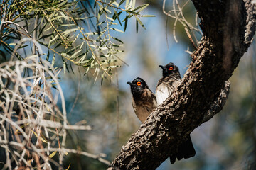 Maskenbülbül Pärchen (Pycnonotus nigricans) auf einem dünnen Ast im südlichen Namibia