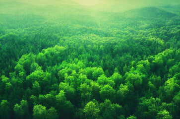 Fototapeta na wymiar Aerial top view forest tree, Rainforest ecosystem and healthy environment concept and background, Texture of green tree forest view from above. illustration