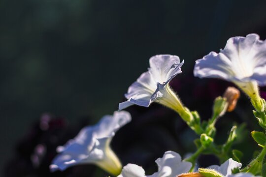Selective focus shot of a white Petunia flower