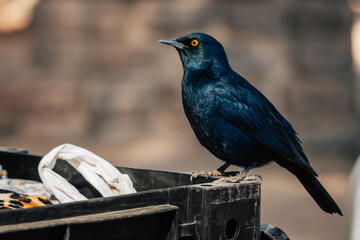 Portrait eines Rotschulter-Glanzstars (Lamprotornis nitens) auf einem Campingplatz in Namibia