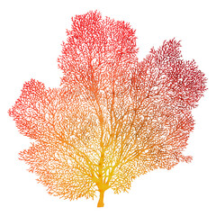 3D Rendering Fan Coral on White © photosvac