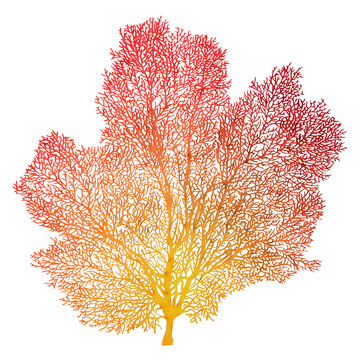 3D Rendering Fan Coral on White
