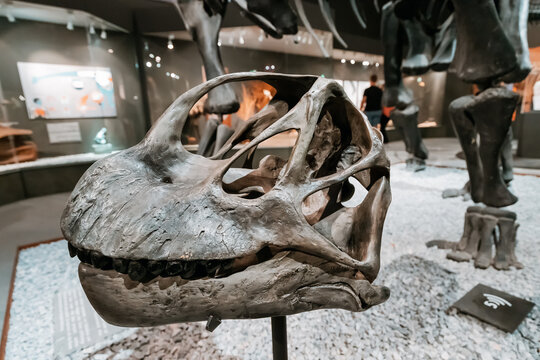 26 July 2022, Munster Natural History Museum, Germany: Camarasaurus sauropod dinosaur skull on the exhibition, demonstrating scientific discoveries and the theory of evolution