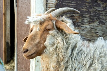 Closeup shot of a goat