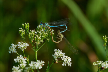 Blaue Federlibelle (Platycnemis pennipes) bei der Kopulation	