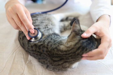 Veterinarian listens to cat's heartbeat and breathing with stethoscope.
