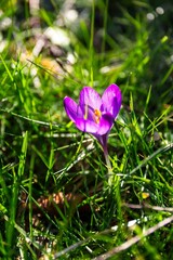 Closeup shot of a purple crocus flower in a garden