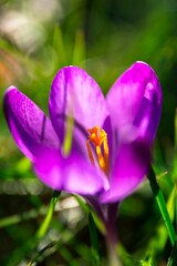 Selective focus shot of a purple crocus flower in a garden