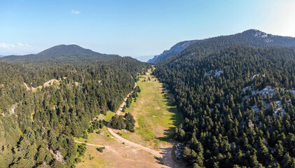 Fototapeta na wymiar Fir forest landscape Mountain aerial drone view. Fire protection zone, no trees area.