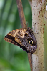 Caligo Atreus giant owl butterfly perched on a tree.