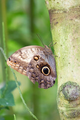 Caligo Atreus giant owl butterfly perched on a tree.