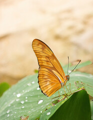Fototapeta na wymiar Julia butterfly perched on a leaf. Dryas iulia alcionea