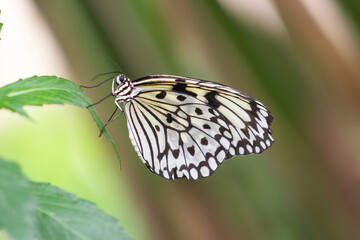 Paper kite or rice paper butterfly perched on a leaf. Idea leuconoe
