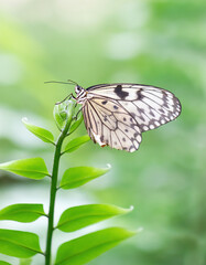 Paper kite or rice paper butterfly perched on a leaf. Idea leuconoe