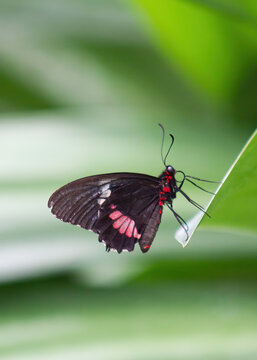 Cattle heart butterfly perched on a leaf. Parides iphidamas