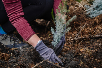 Planting small pine tree in forest