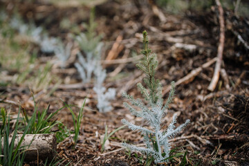 Planting small pine tree in forest