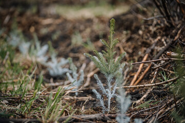 Planting small pine tree in forest