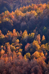 Autumn color trees and countryside landscape.