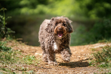 Brown Cockapoo walking directly at athe camera