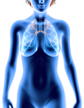 Human anatomy, problems with the respiratory system, severely damaged lungs. Bilateral pneumonia. Effects of smoking on the lungs. Woman silhouette