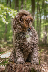 Brown Cockapoo sitting on a stump with a head tilt left