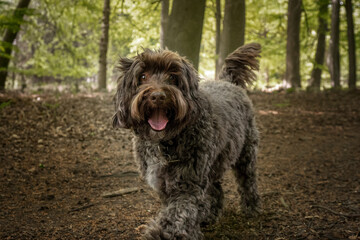 Brown Cockapoo walking in the forest