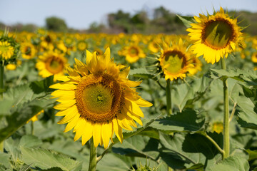 Sunflower natural background. Sunflower blooming. Close-up of sunflower.