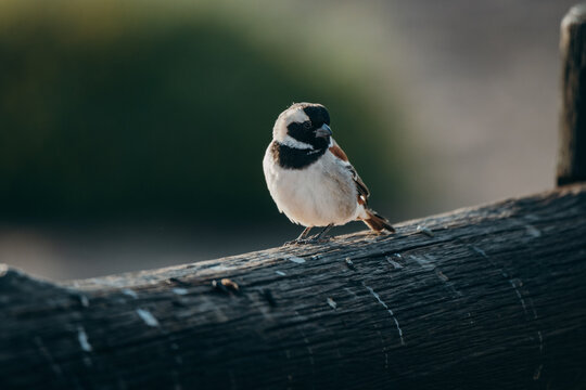 Kapsperling (Passer melanurus) auf einem Gatter am fr&uuml;hen Morgen kurz nach Sonnenaufgang (Aus, Namibia)