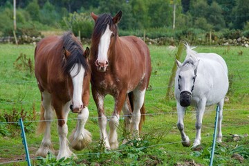 Fototapeta na wymiar Two Clydesdale horses and one new forest pony in the farm in Scotland