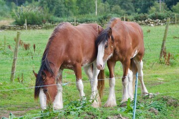 Two Clydesdale horses feeding in the farm in Scotland