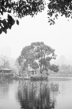 Single tree in the middle of a lake in Chinese park with snofall in winter monochrome scenery 