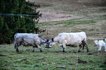 Galloway-Rinder kämpfen auf der Weide, geringe Tiefenschärfe