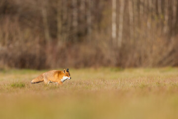 Mammals - European Red Fox (Vulpes vulpes)
