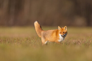 Mammals - European Red Fox (Vulpes vulpes)