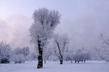 Winter landscape in the park on a frosty day, lush trees covered with hoarfrost, climate, weather.