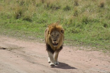 Lion, Serengeti