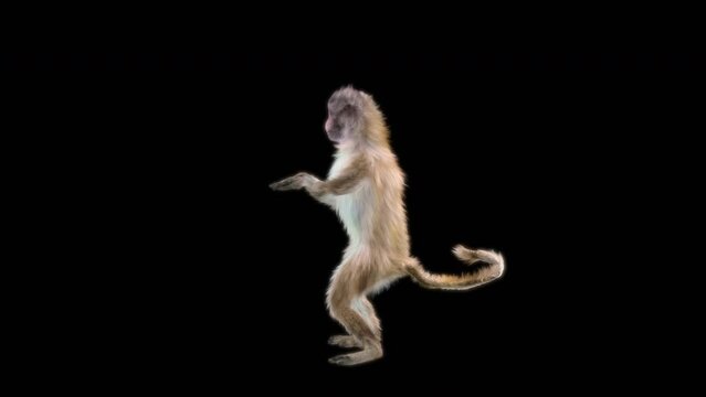 monkeys Dance CG fur 3d rendering animal realistic CGI VFX Animation Loop  composition 3d mapping cartoon, Included in the end of the clip with Alpha matte.