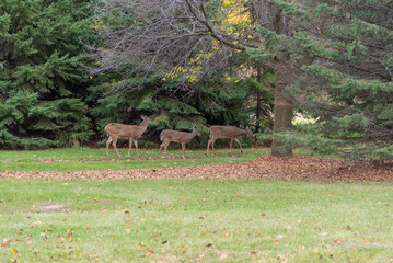 Urban White-tailed Deer In Fall