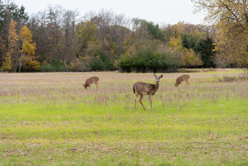 Fototapeta na wymiar Urban White-tailed Deer In Fall