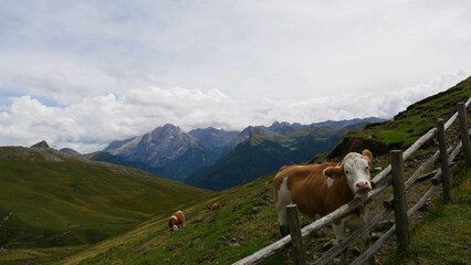Fototapeta na wymiar cow in the mountains