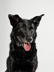 Portrait of a dog on a grey background, studio shot