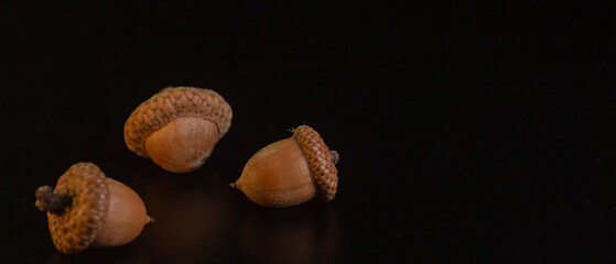 Acorns on a black background close-up