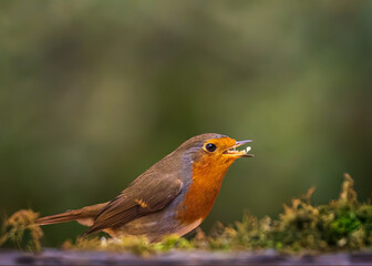 robin on a branch