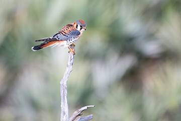 Kestrel bird hunts from a branch