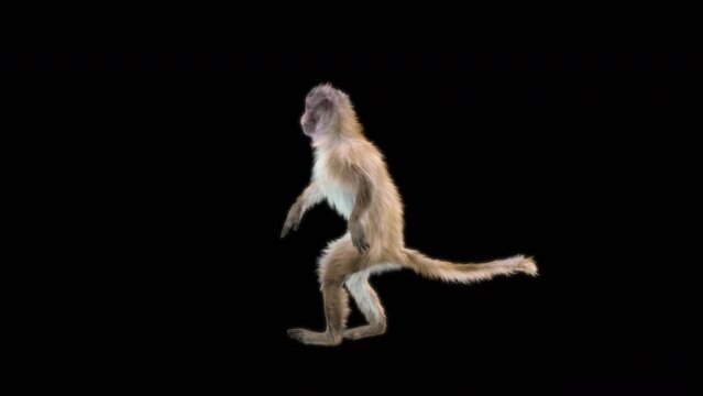 monkeys Dance CG fur 3d rendering animal realistic CGI VFX Animation Loop  composition 3d mapping cartoon, Included in the end of the clip with Alpha matte.