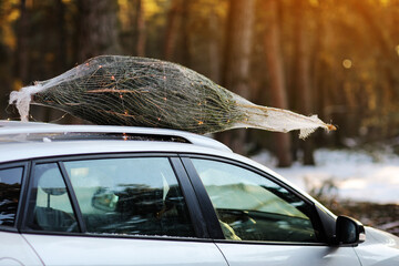 Christmas tree with garlands tied on a roof car in the snowy forest with sunlight. Fresh cut...